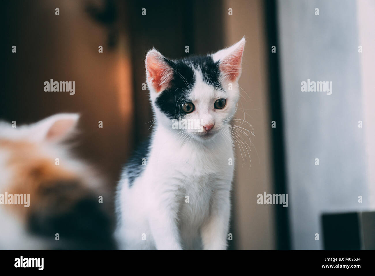 Kleine Schwarze & Weiße Katze sitzend auf dem Boden Stockfoto