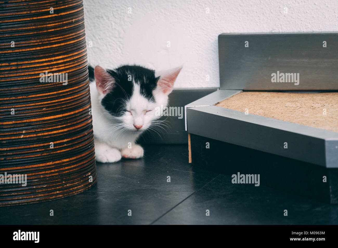 Kleines Kätzchen fallen schlafend auf dem Boden Stockfoto