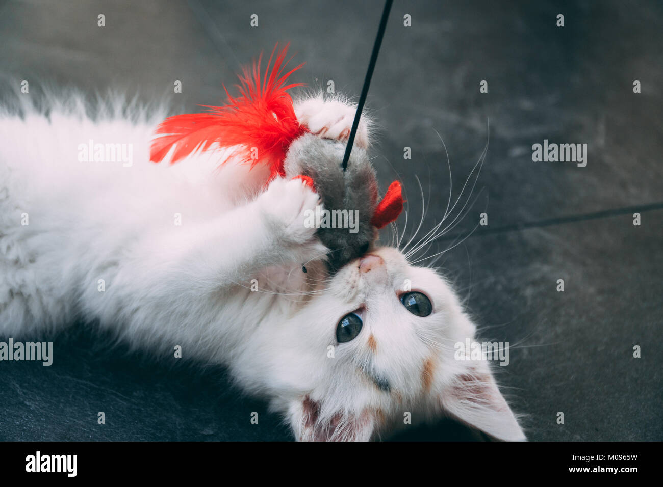 Kleines Kätzchen kämpfen mit der Maus Spielzeug Stockfoto