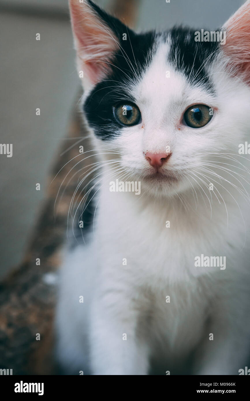 Cute Kitten starring in die Kamera Stockfoto