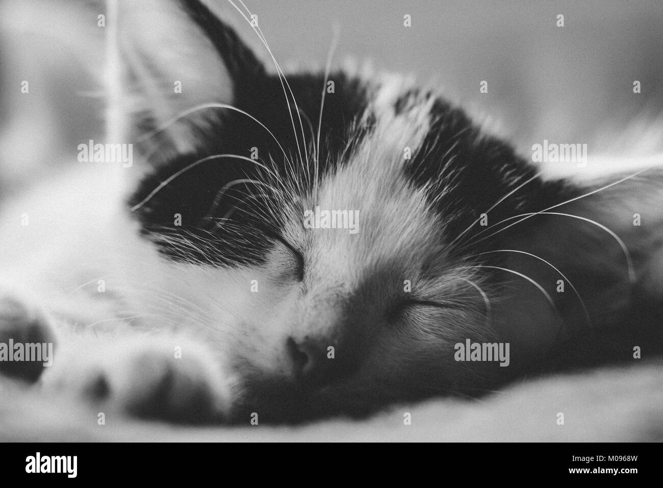 Süße kleine Kätzchen schläft B&W Stockfoto