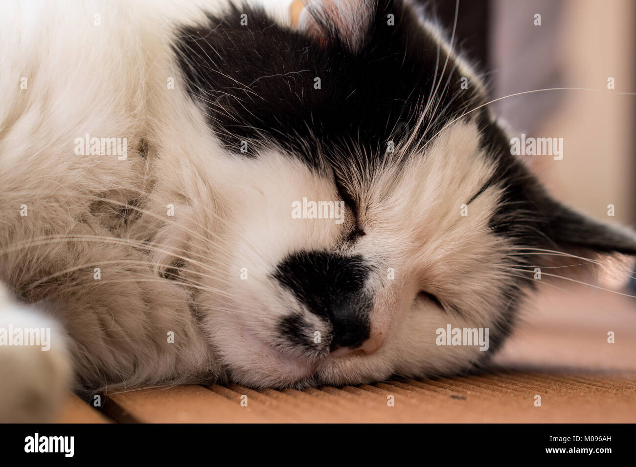 Schwarze und weiße Katze fällt fast schlafend auf Holzboden Stockfoto