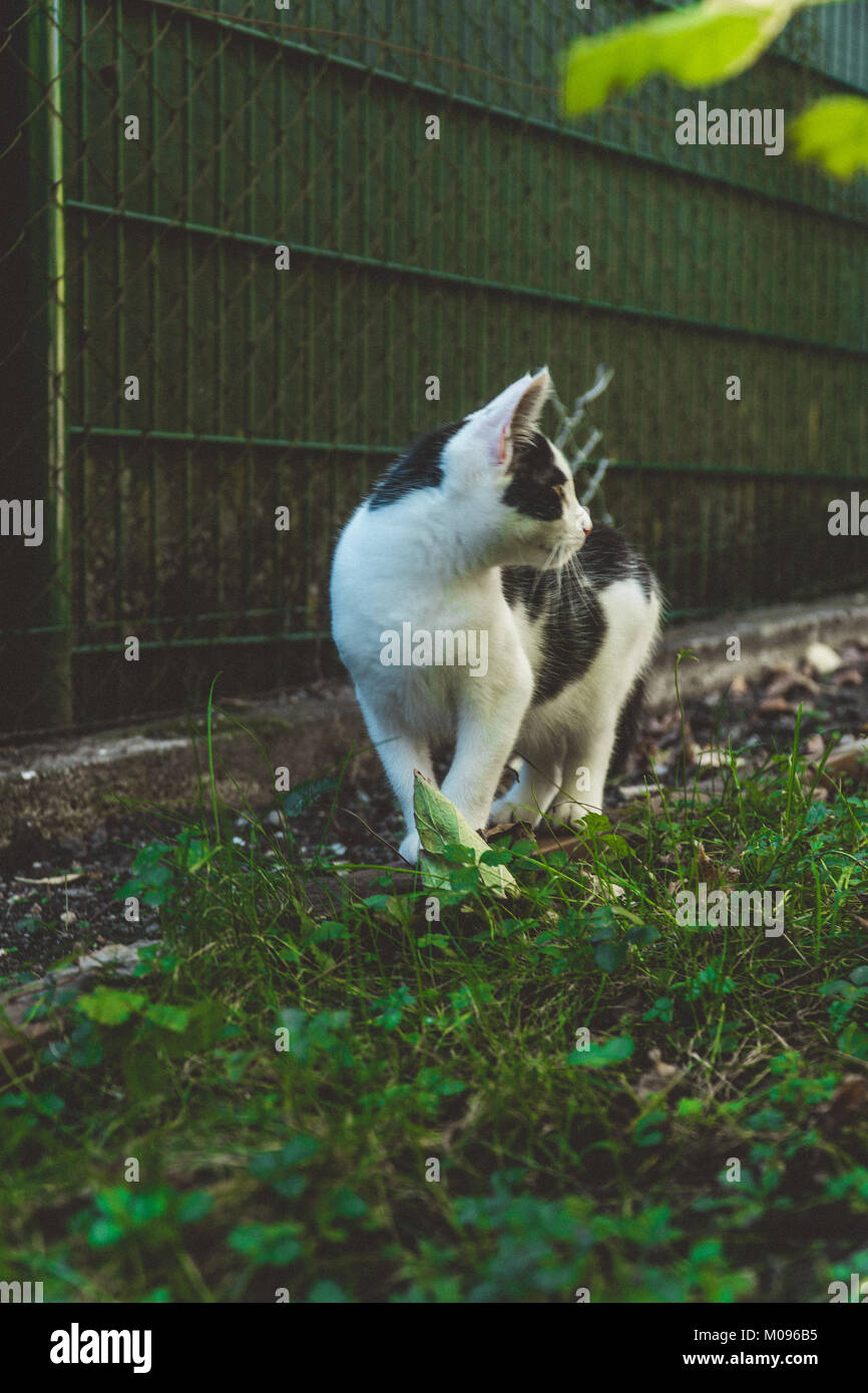 Junge Kätzchen die Erkundung der Garten Stockfoto
