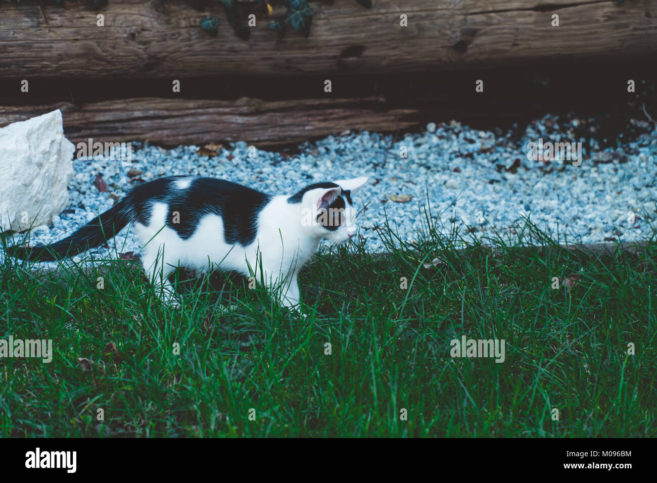 Junge Kätzchen die Erkundung der Garten Stockfoto