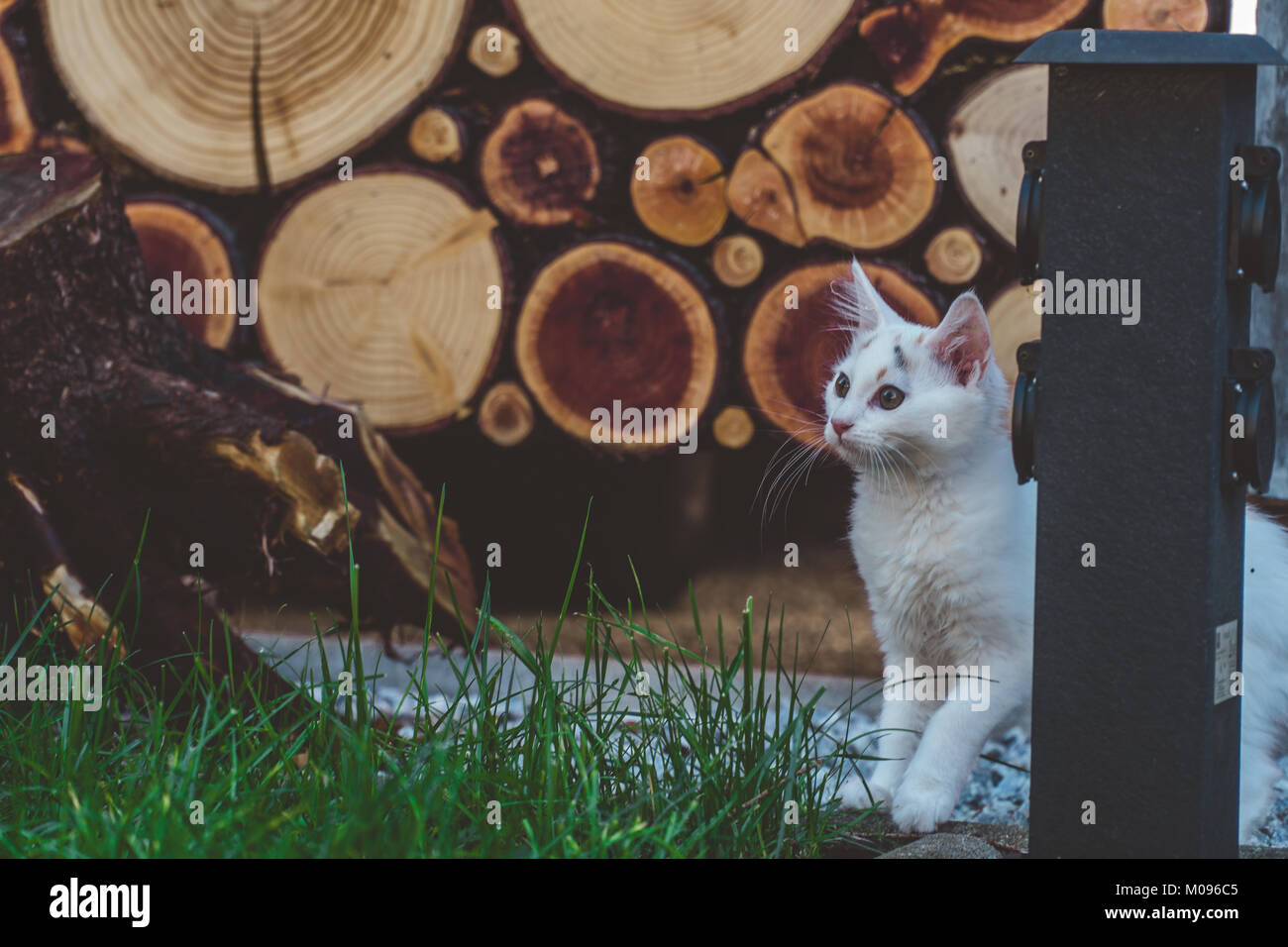 Junge Kätzchen die Erkundung der Garten Stockfoto