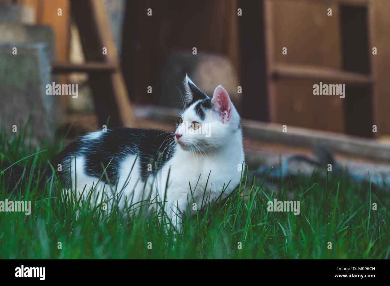 Junge Kätzchen die Erkundung der Garten Stockfoto