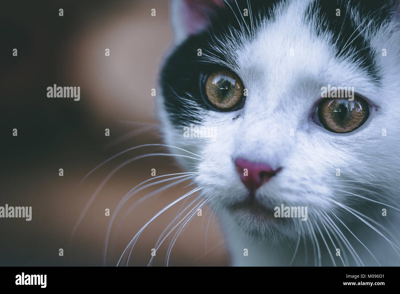 Porträt eines niedlichen kleinen Kätzchen in den Hauptrollen in die Kamera Stockfoto