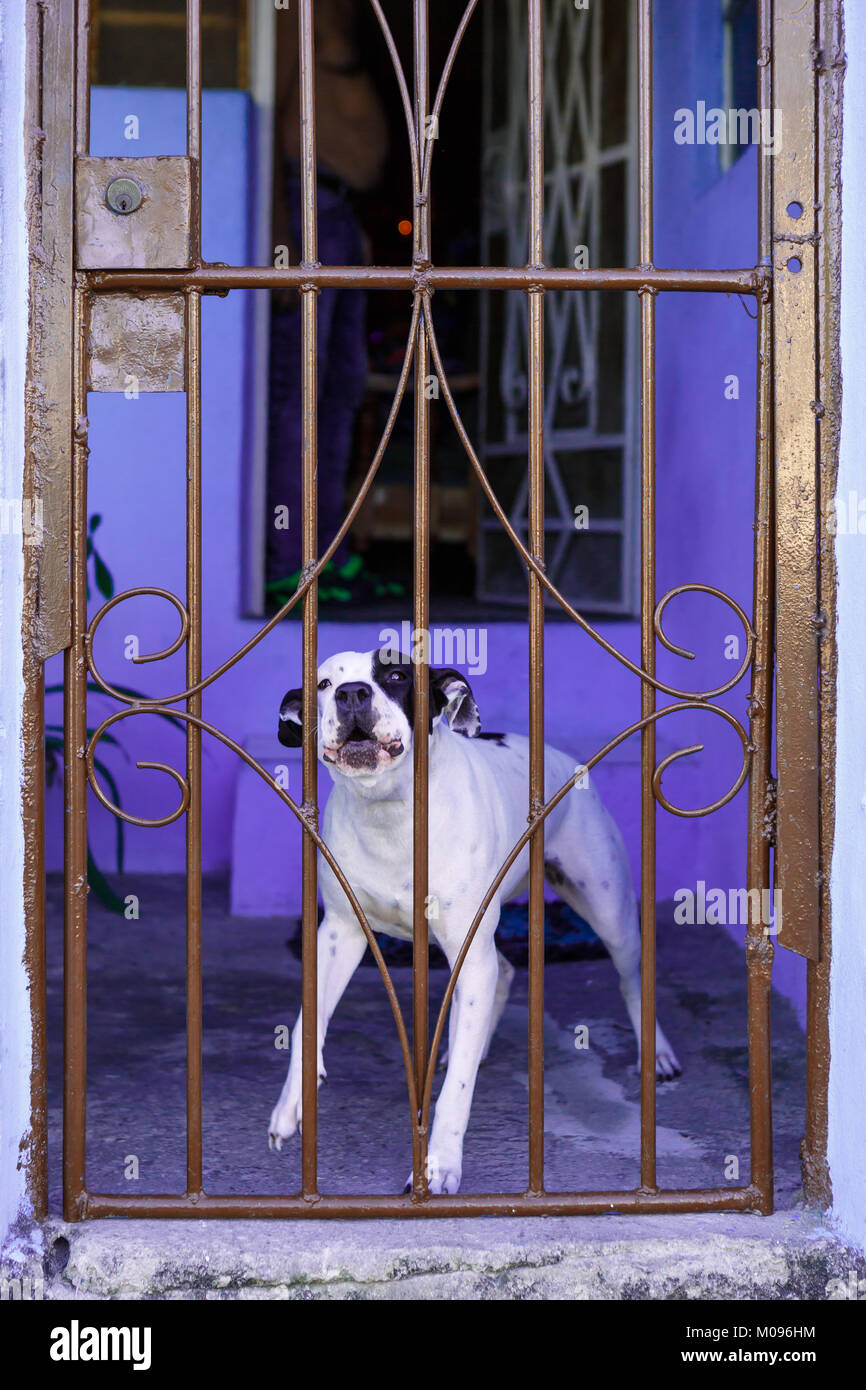 Pit Bull Dog Barking Stockfoto
