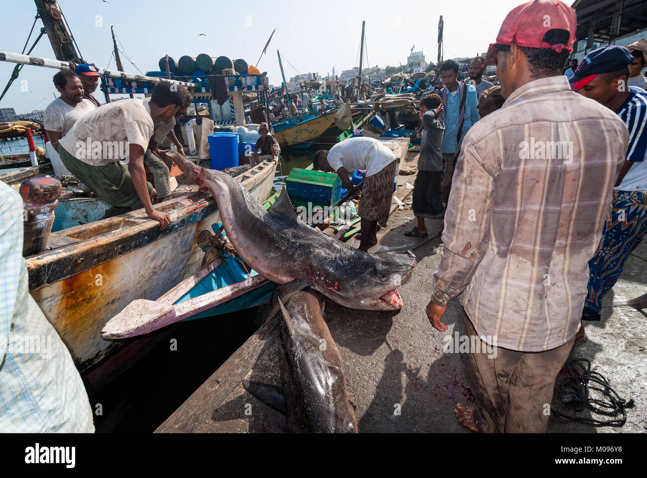 Eine Gruppe von Fischer in einem Boot unship zwei Haie für den Verkauf in den berühmten Fischmarkt der Stadt am 12. Mai 2007 in Al Hudaydah, Jemen. Stockfoto