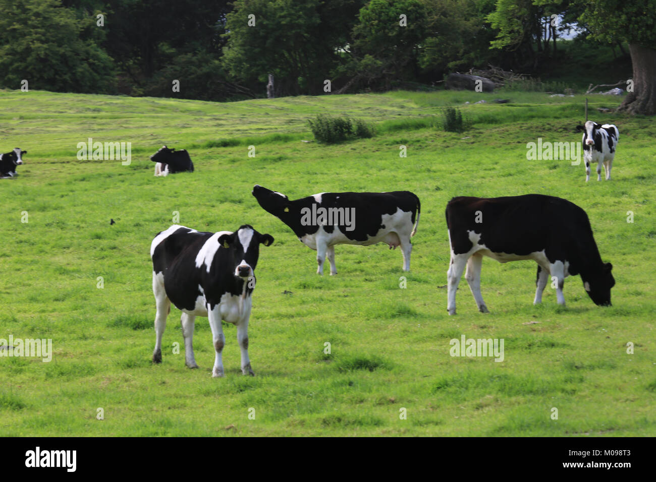 Grasende Kühe auf einem Feld in Irland Stockfoto