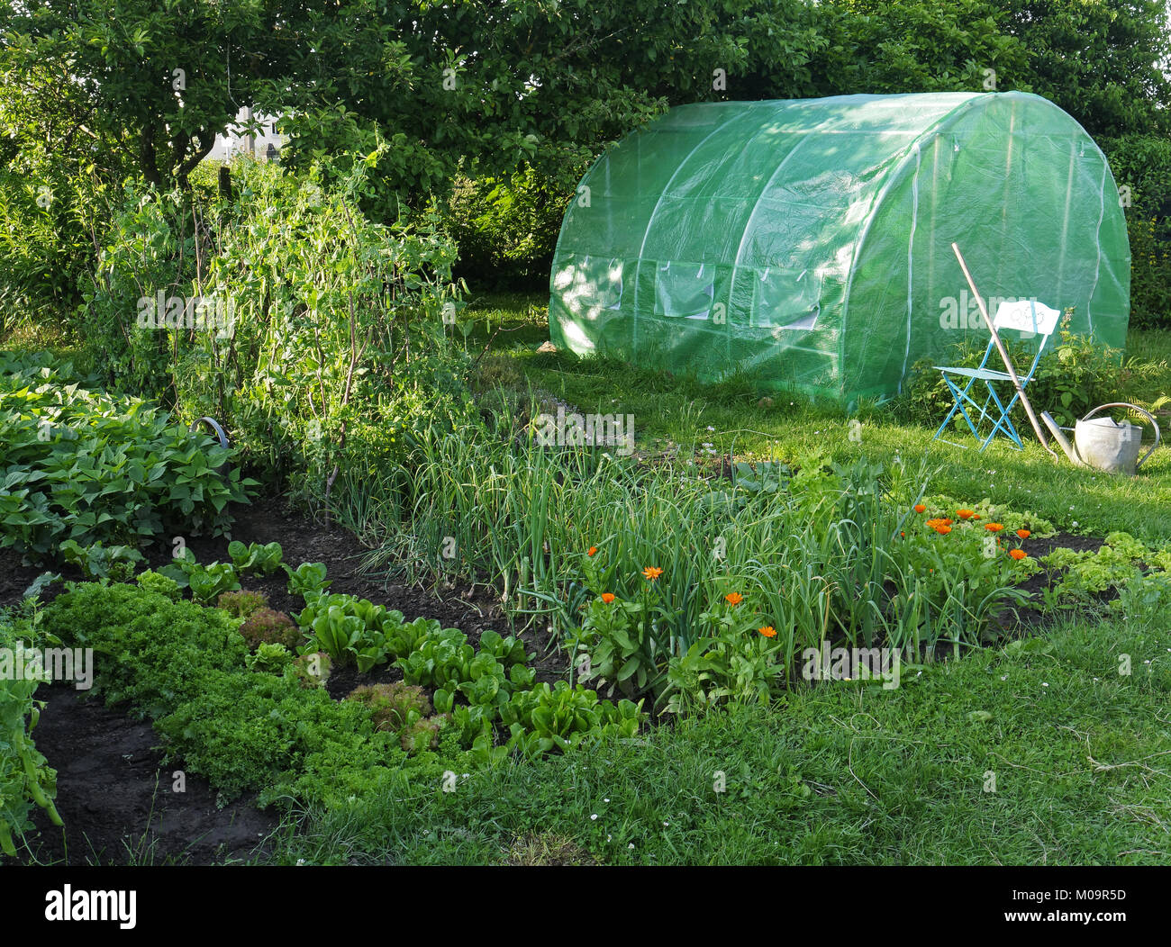 Gemüsegarten mit einem kleinen Gewächshaus, Betten, Salate, grüne Bohnen, Zwiebeln, Erbsen (Suzanne Gemüsegarten, Le Pas, Mayenne, Frankreich). Stockfoto