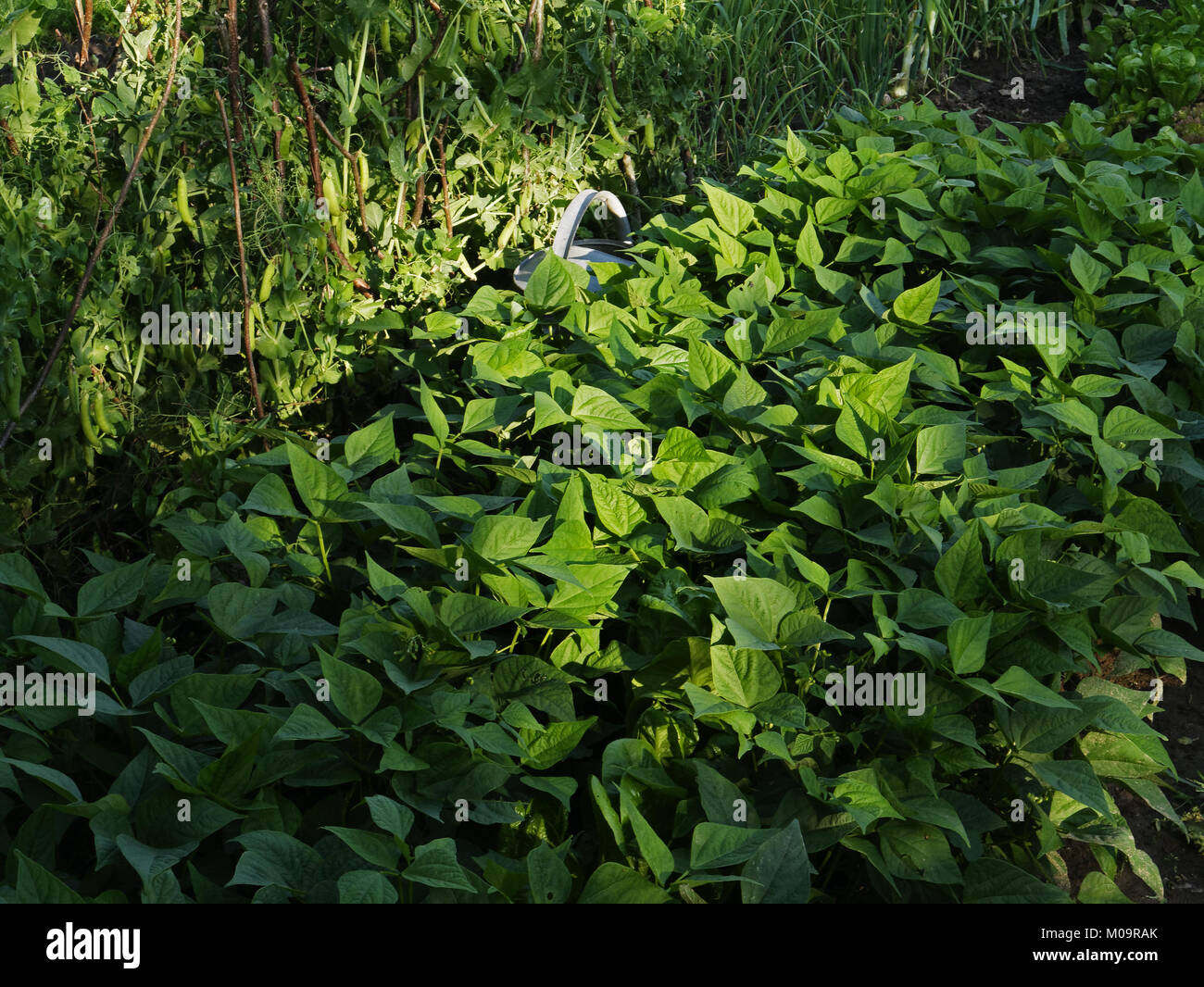 Bett von grünen Bohnen und Erbsen (Suzanne Gemüsegarten, Le Pas, Mayenne, Frankreich). Stockfoto