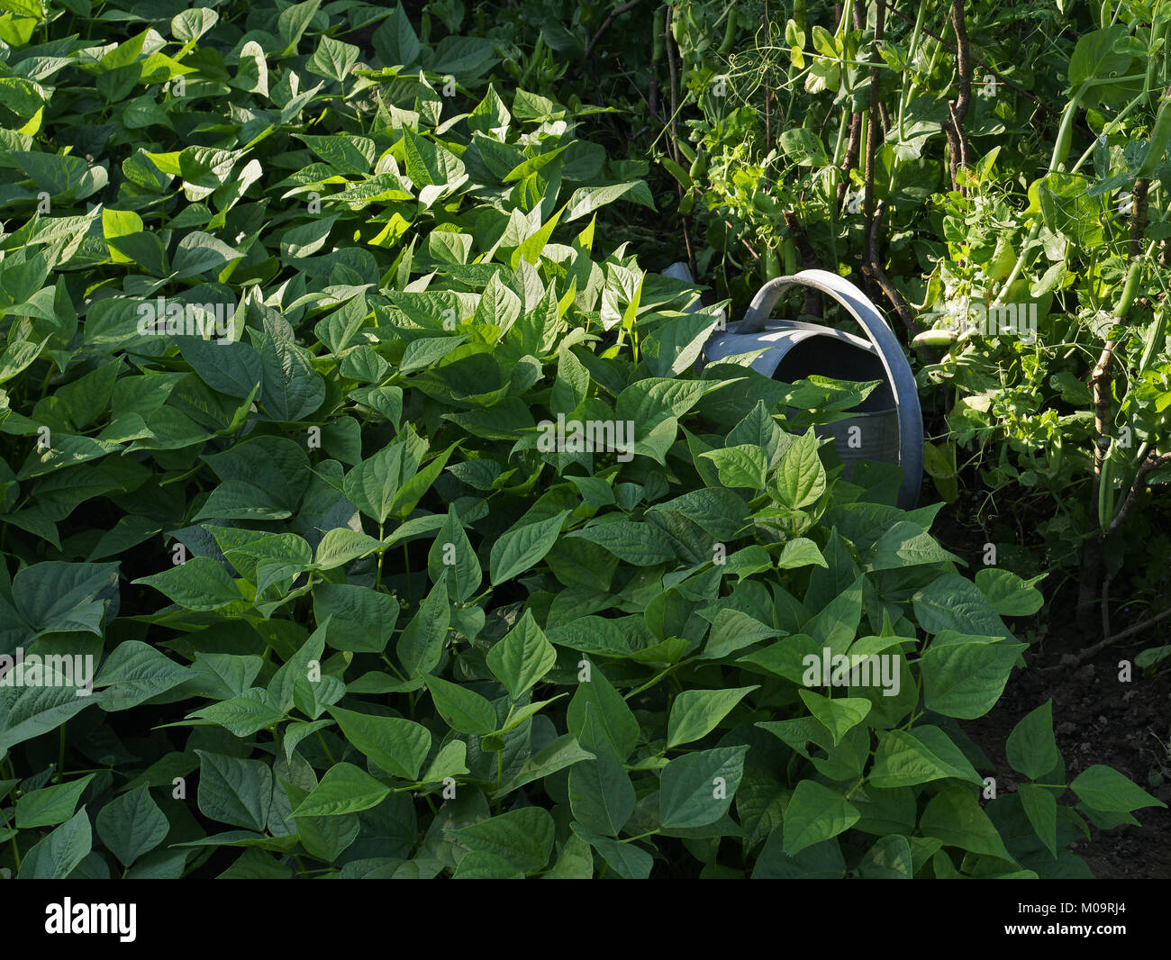 Gemüsegarten im Juni, Bett von grünen Bohnen und Erbsen (Suzanne Gemüsegarten, Le Pas, Mayenne, Frankreich). Stockfoto