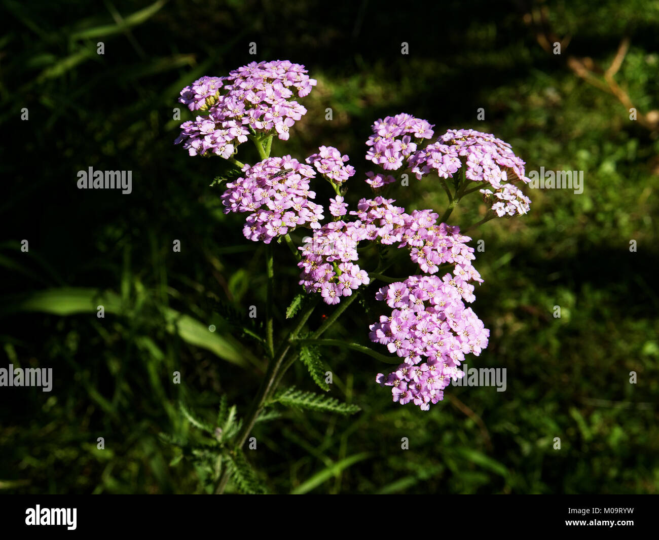 Achillea millefolium x Achillea millefolium 'Tagettea' in der Blüte im Garten (Suzanne Gemüsegarten, Le Pas, Mayenne, Pays de la Loire, Frankreich). Stockfoto