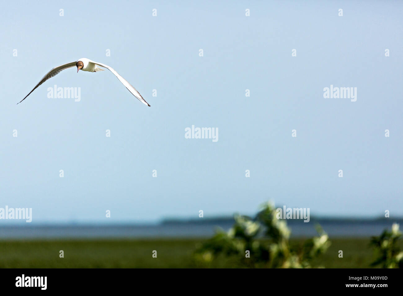 Eine gleitende Vogel im Donaudelta in Rumänien. Stockfoto