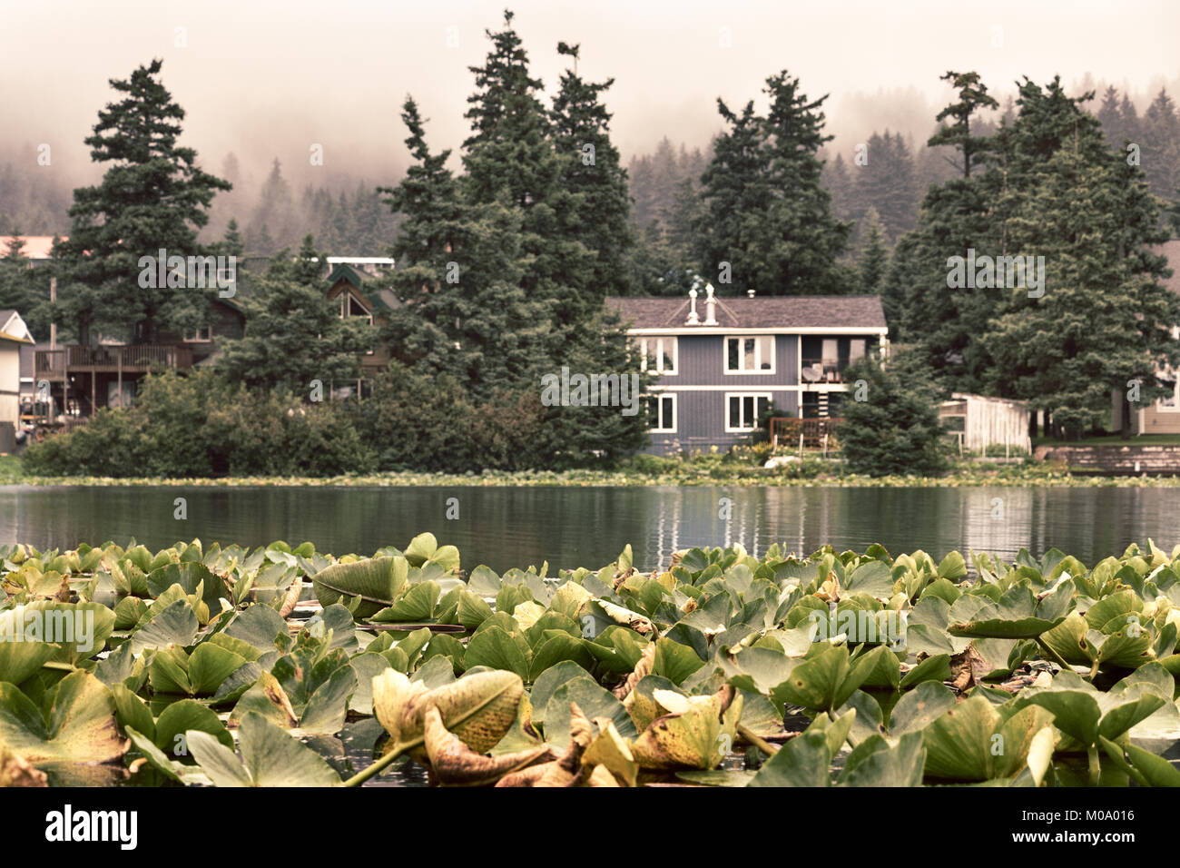Blick von der gelben Seerosen und die lully See als Hintergrund. Stockfoto