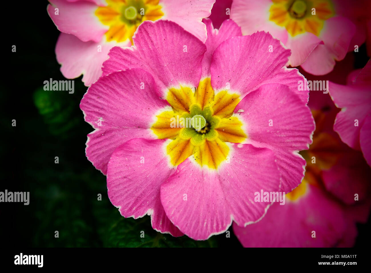 Natur und Blumen: lila Primula in einem öffentlichen Garten. Stockfoto