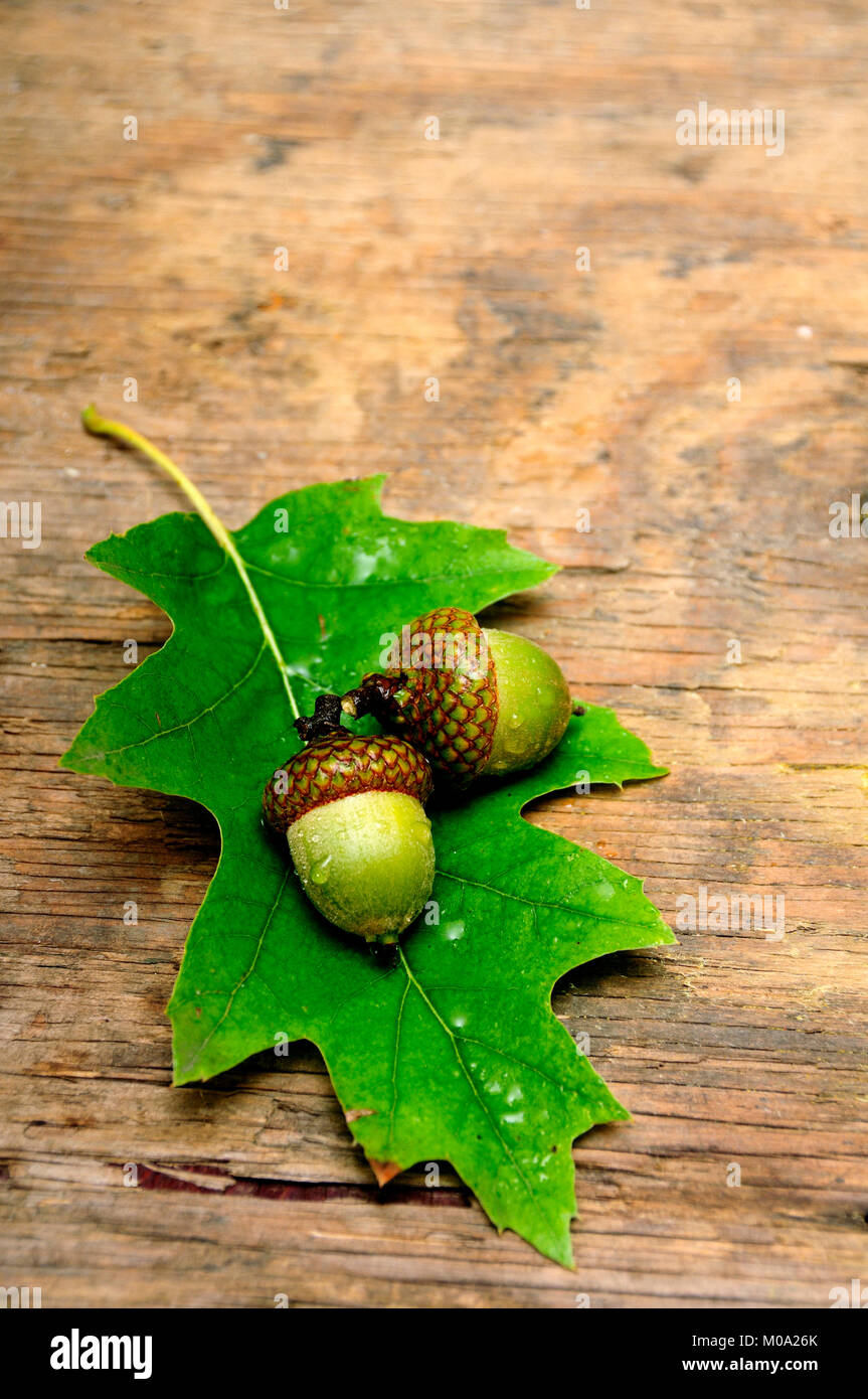 Eiche Blätter und Früchte von Acorn auf einer hölzernen Oberfläche Stockfoto