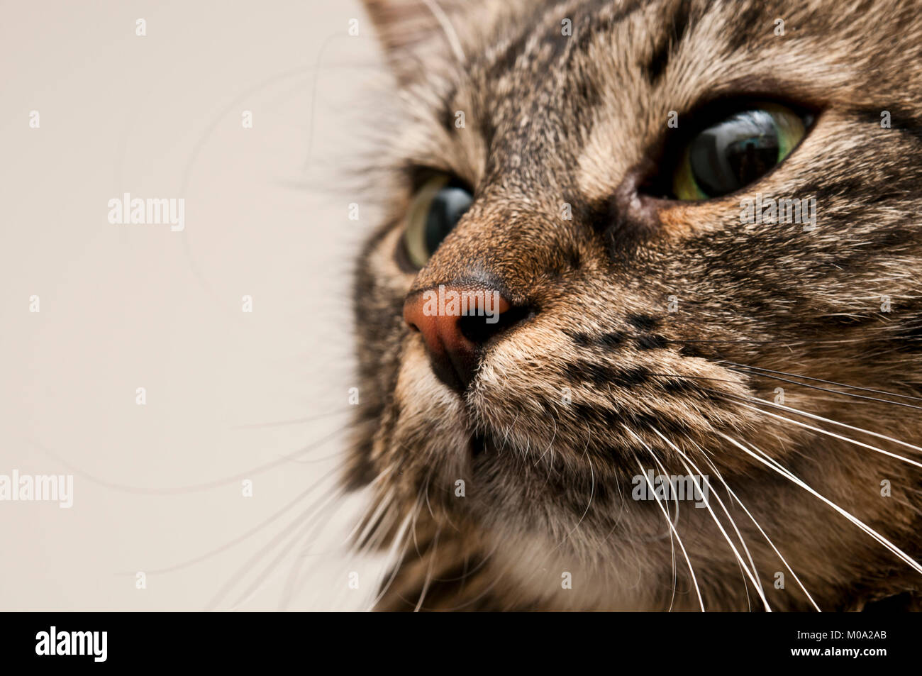 Inländische enrage Katze portrait Stockfoto
