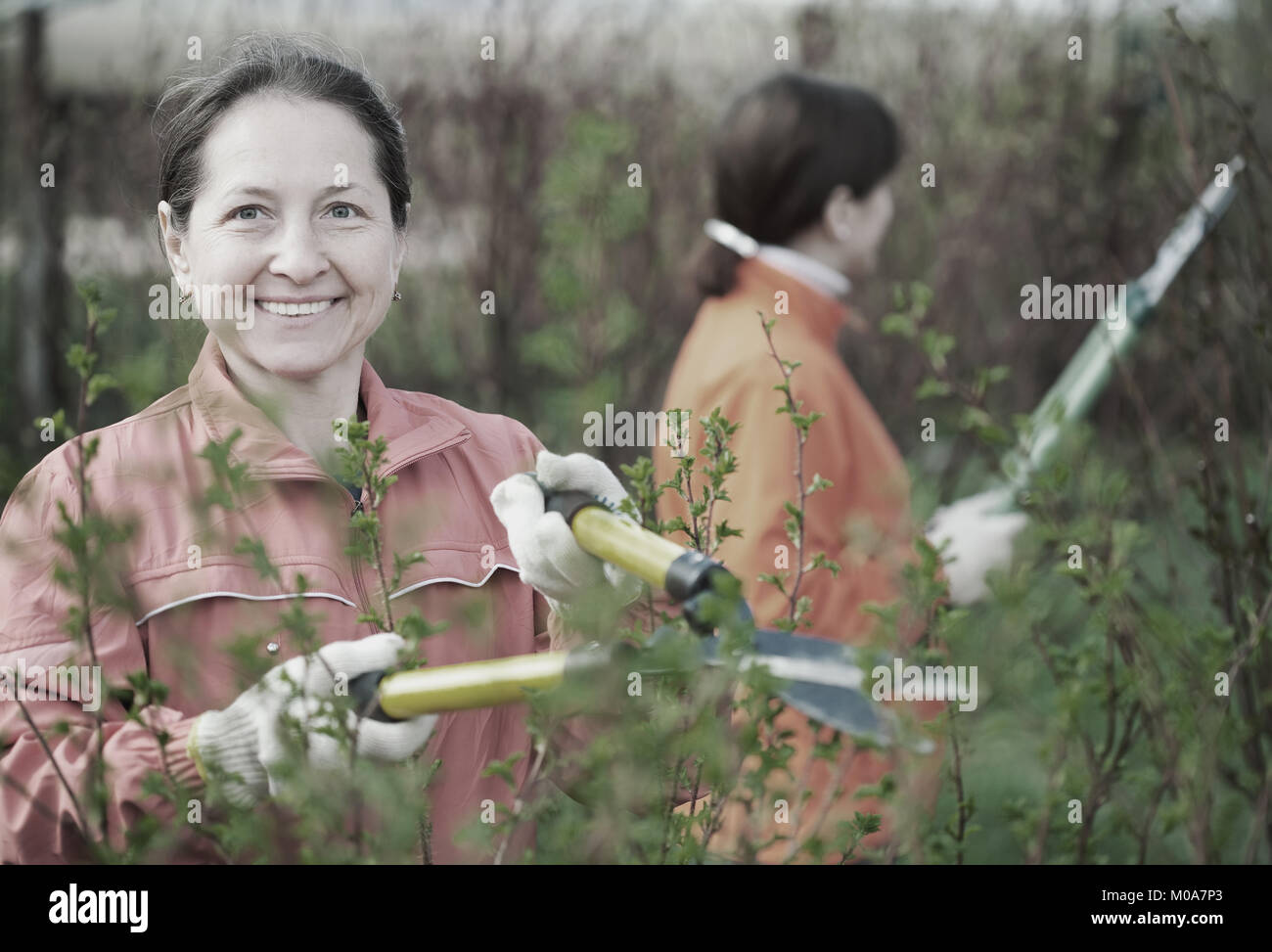 Zwei Frauen beschneiden Busch im Garten Stockfoto