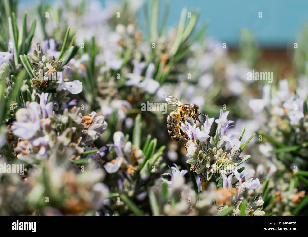 Biene auf Rosmarin Pflanze mit Blumen, Nottingham, Großbritannien Stockfoto