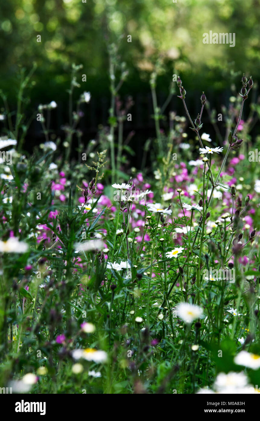 Wildflower grüner Raum Naturgarten mit dasies, Nottingham, Großbritannien Stockfoto