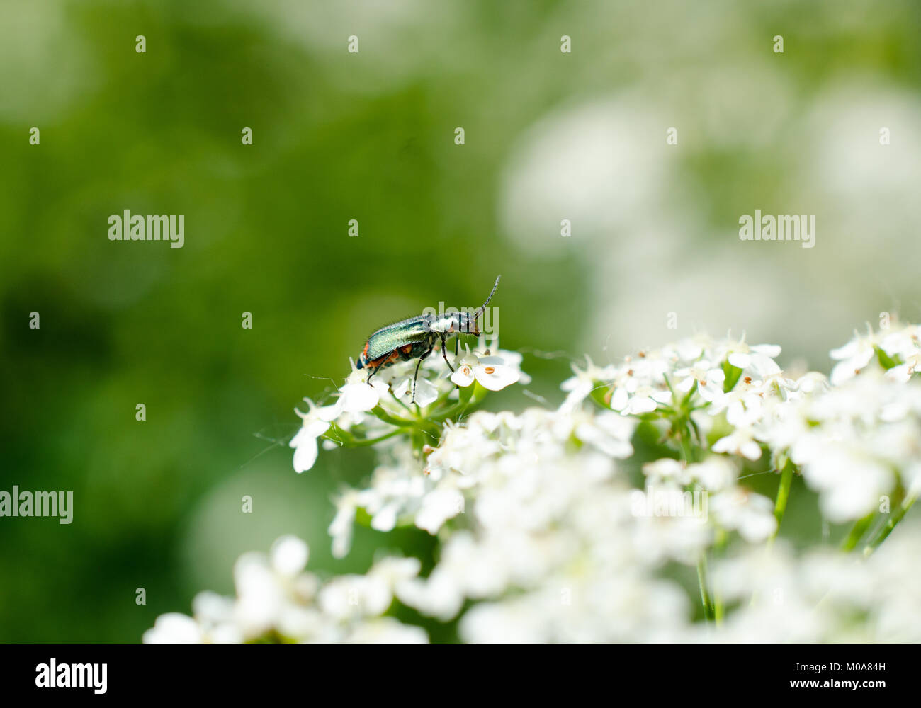 Gemeinsame malachit Käfer (Malachius bipustulatus) auf Kuh parlsey, Chiswick, London, UK Stockfoto