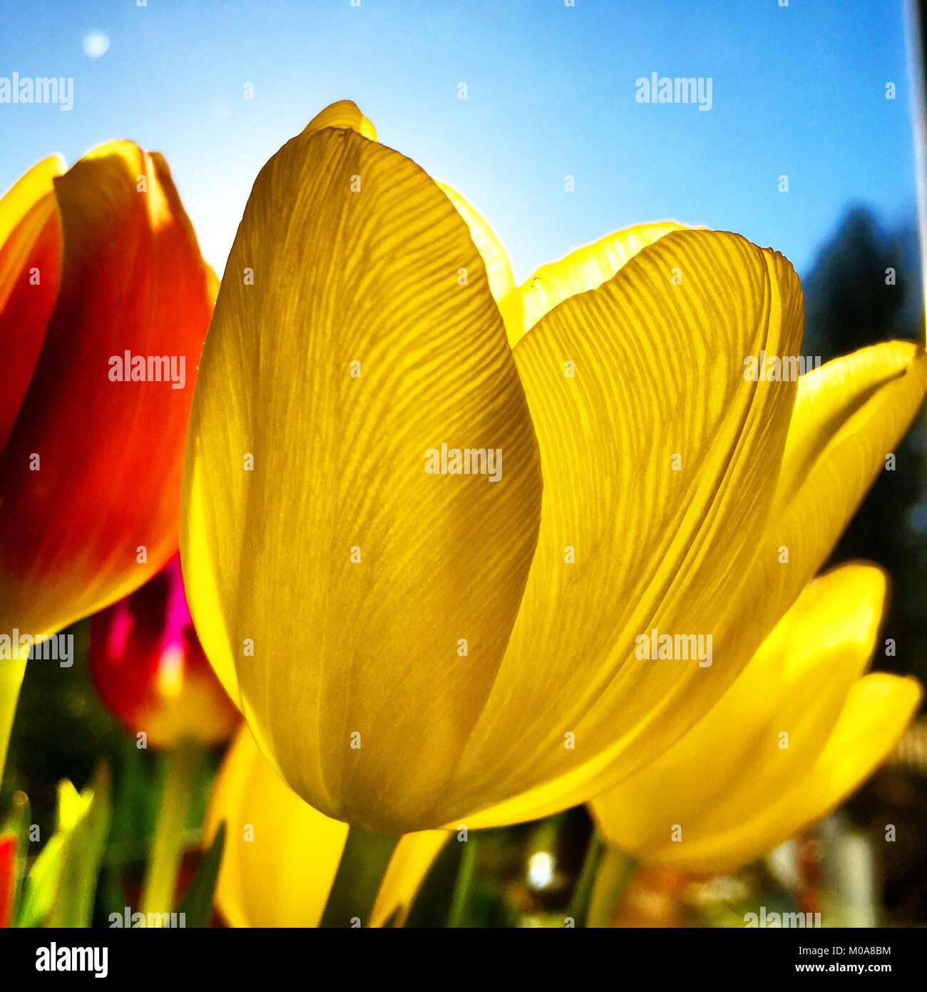 Tulpen in der Sonne Stockfoto