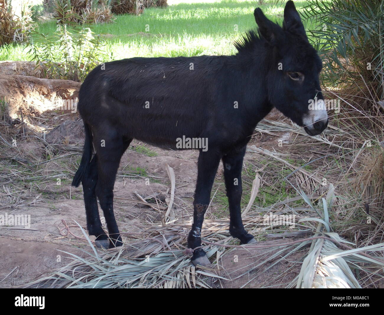 Cute allein schwarz Donkey wartet zwischen Palmen in arabischen Oase in Marokko am 2017 warmen sonnigen Wintertag, Afrika im Februar. Stockfoto