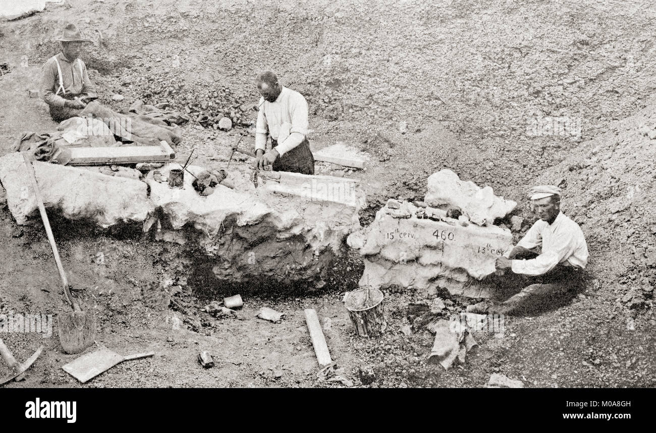 Die riesigen Knochen eines Mammuts von Knochen Kabine Steinbruch, ein Dinosaurier Steinbruch in der Nähe von Laramie, Wyoming in der Nähe von Historic Como Bluff, Vereinigte Staaten von Amerika ausgegraben. Von den Wundern der Welt, veröffentlicht C 1911. Stockfoto