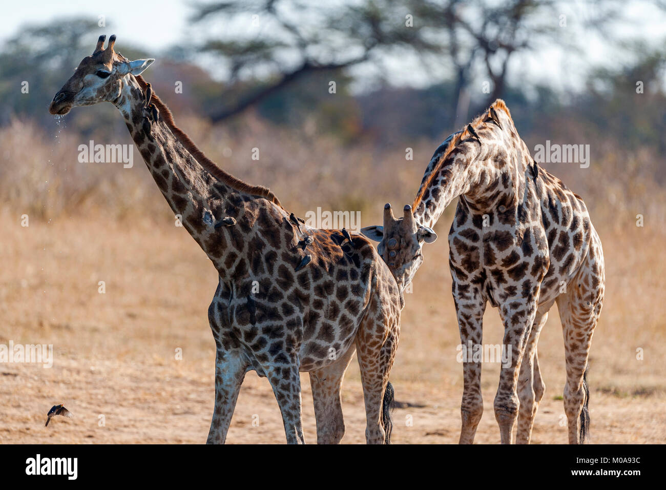 Giraffe Giraffa camelopardalis giraffa) gesehen im Hwange National Park Simbabwe. Stockfoto