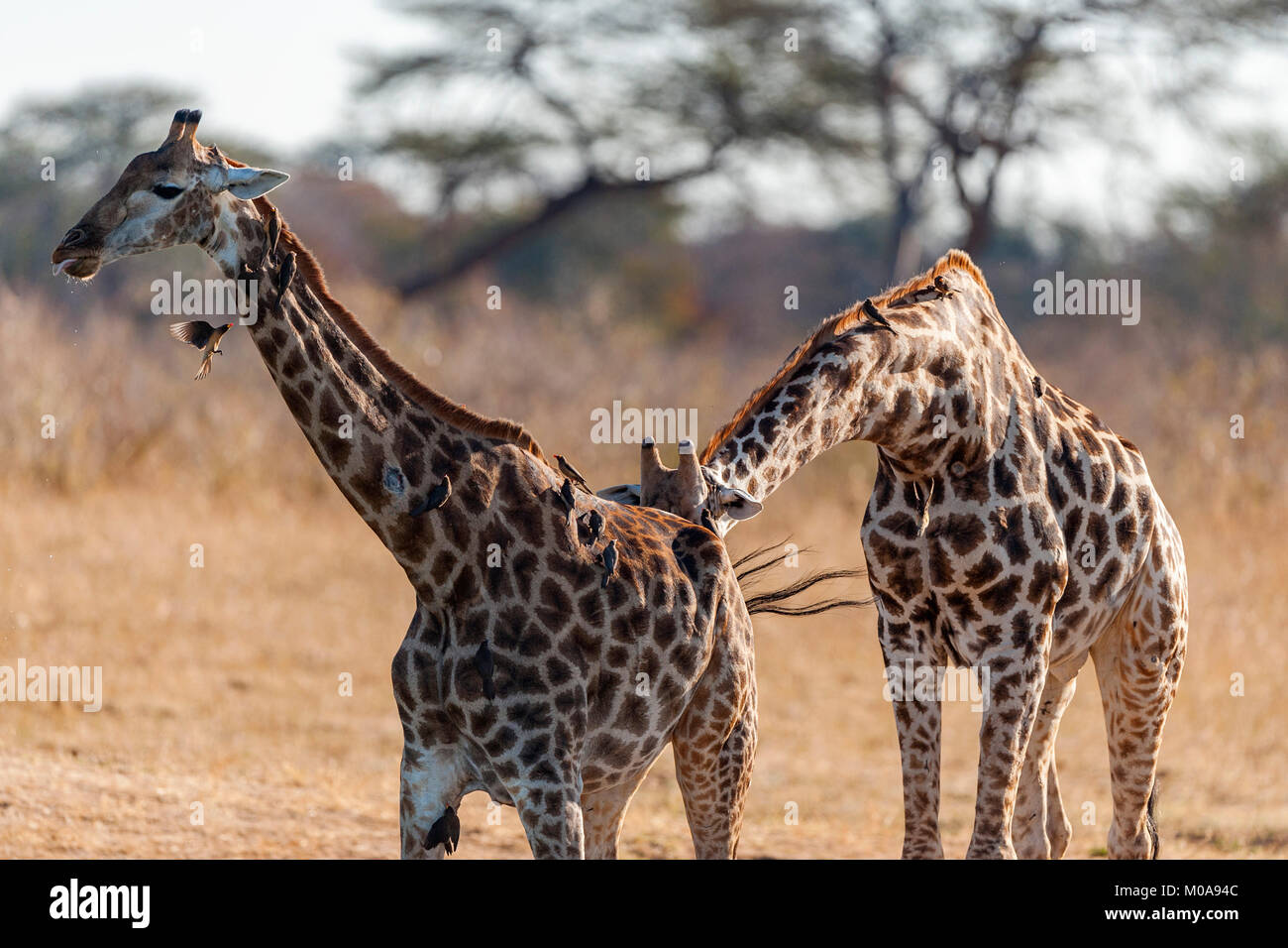 Giraffe Giraffa camelopardalis giraffa) gesehen im Hwange National Park Simbabwe. Stockfoto