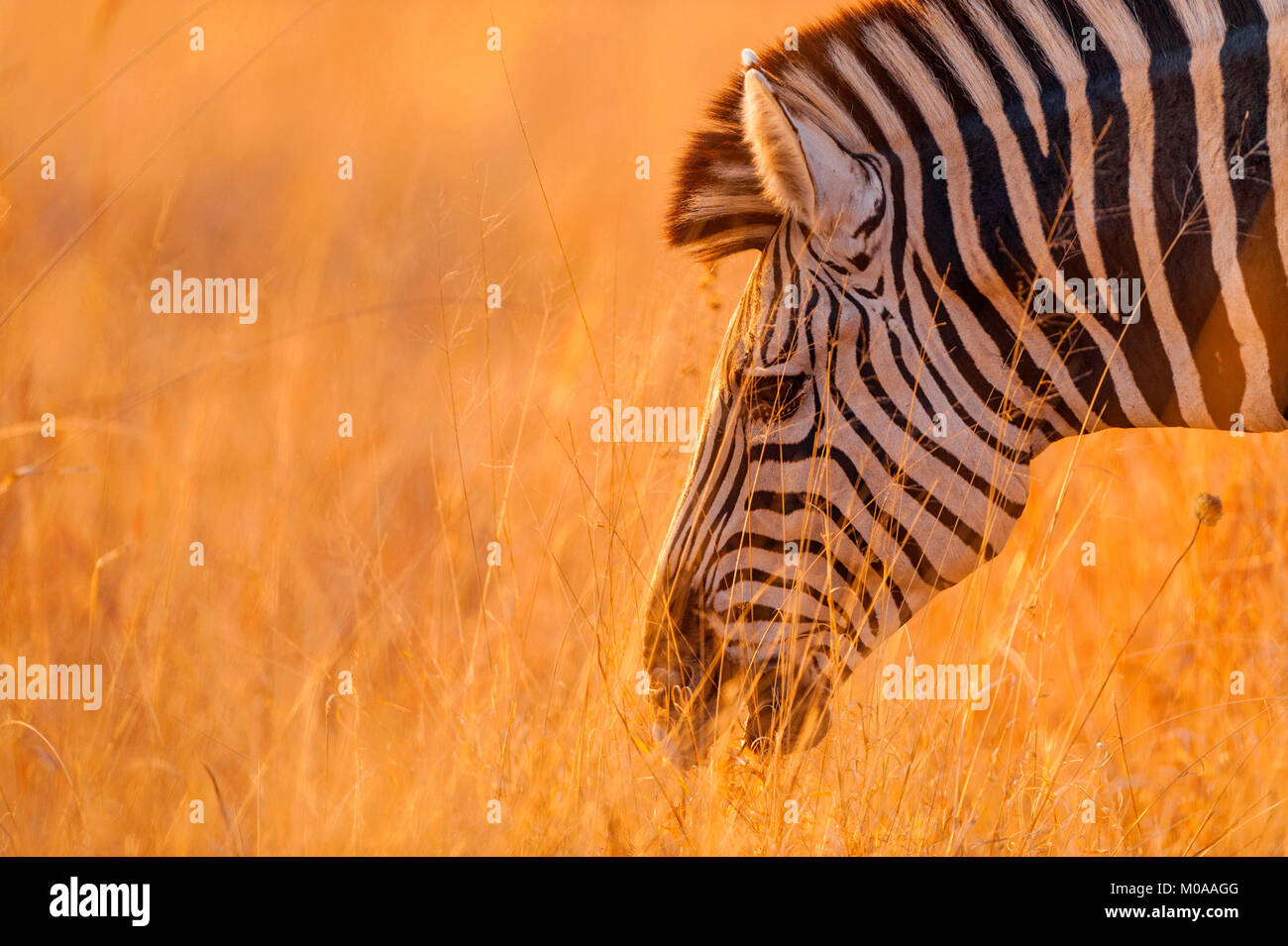 Das Porträt einer Burchells Zebra im goldenen Licht in Simbabwe Hwange National Park. Stockfoto