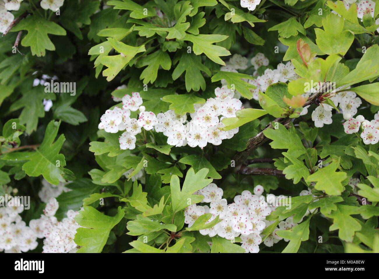 Weißdorn-Blüten Stockfoto