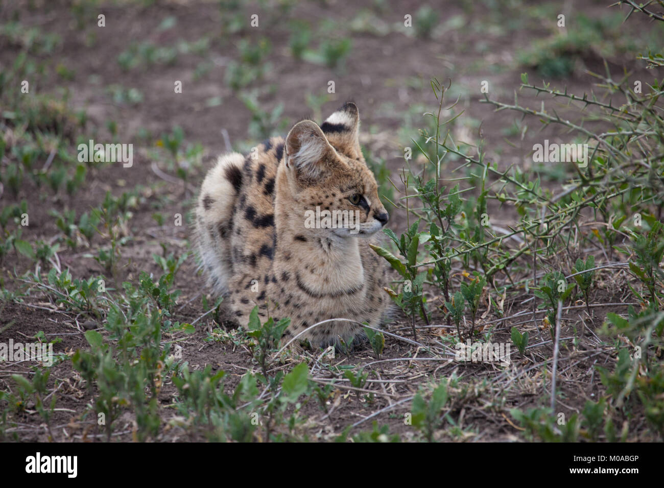 Ansicht schließen eines wilden Serval Katze Stockfoto