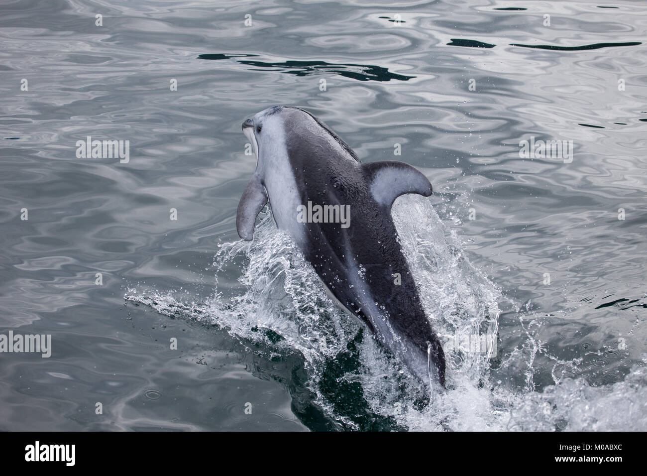 Pacific Weiß beidseitig Delphin aus dem Wasser springen Stockfoto