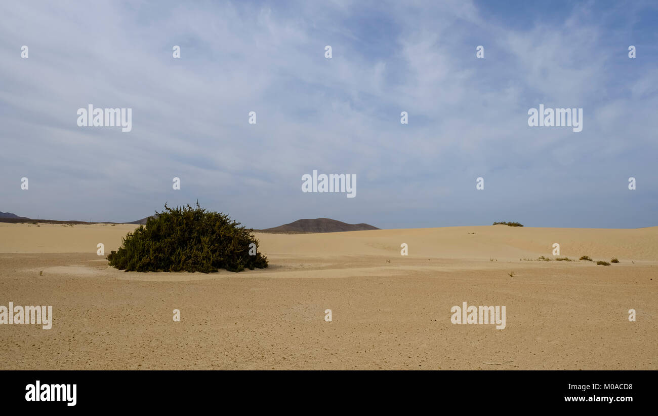 Dünen El Jable, Las Dunas de Corralejo, Parque Natural de Corralejo, Fuerteventura, Kanarische Inseln, Spanien Stockfoto