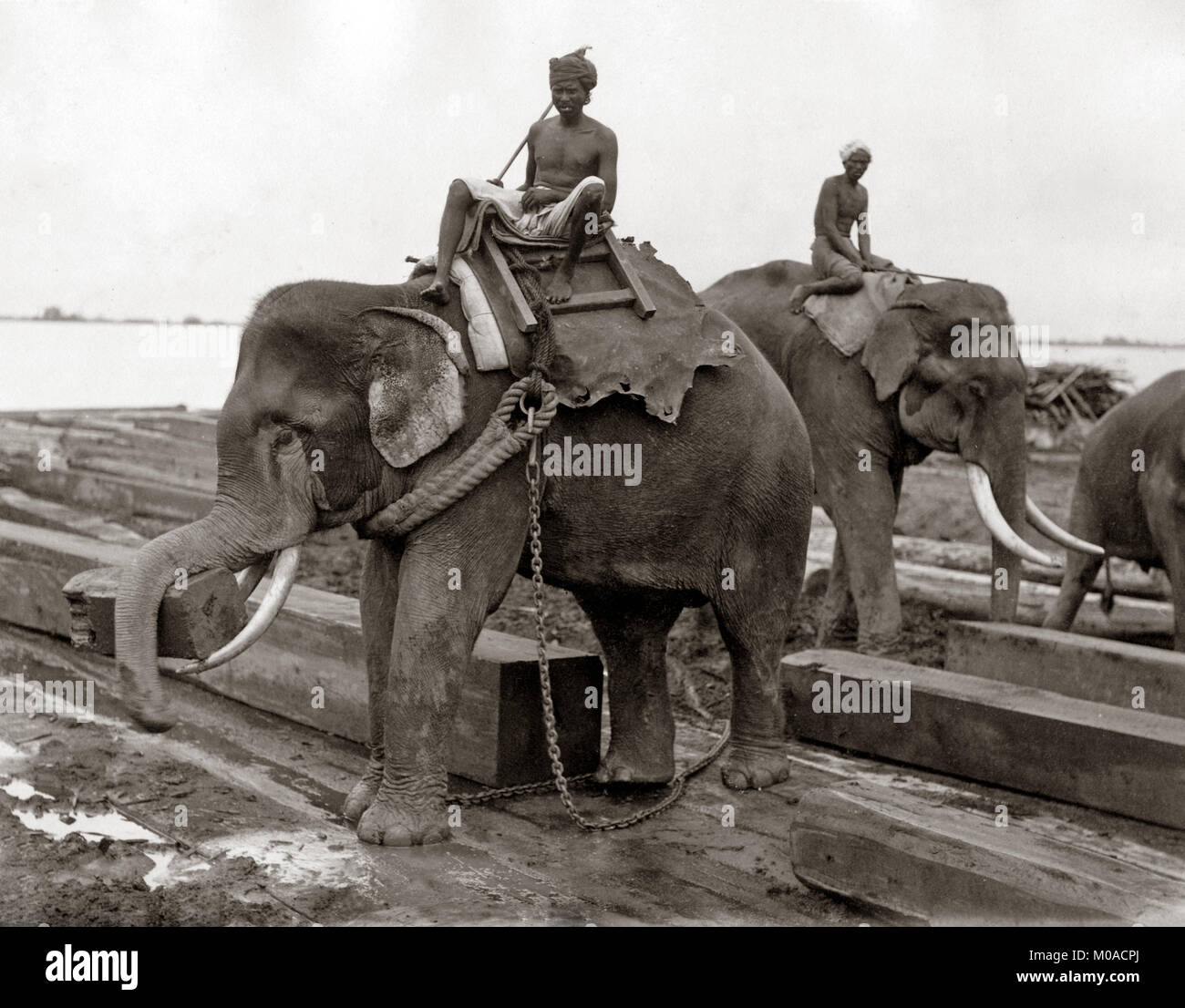Der Elefant, Holzhandel, Burma, Indien, c 1880 Stockfoto