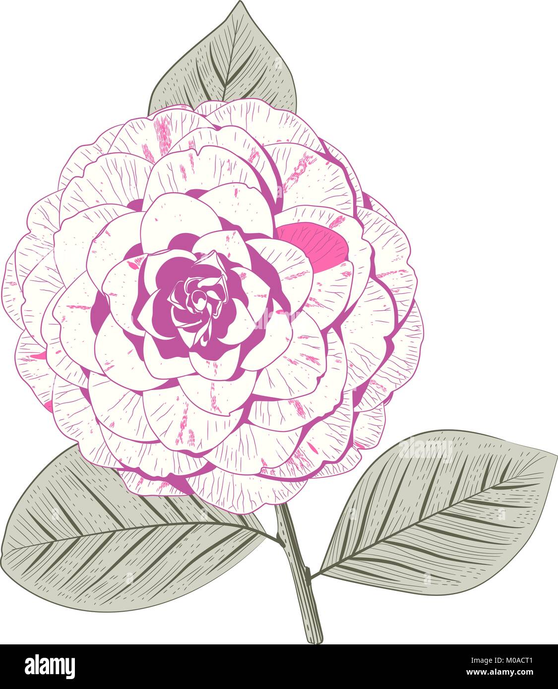 Pale Pink Camellia japonica formale Double form Blume mit Blättern Hand gezeichnet Vector Illustration Stock Vektor