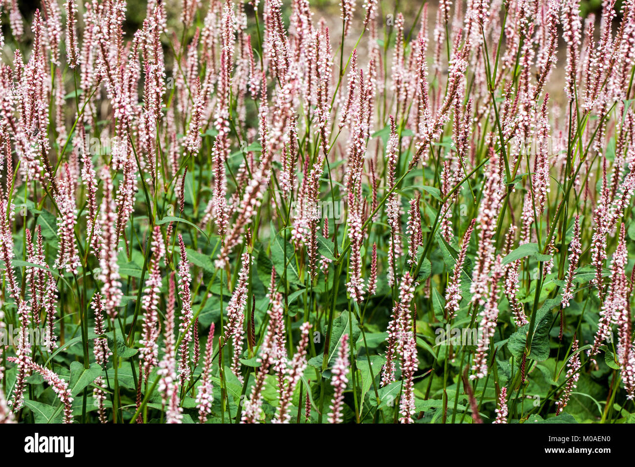 Bistorta Persicaria amplexicaulis subsp. Sinomontana, Bergfleece Stockfoto