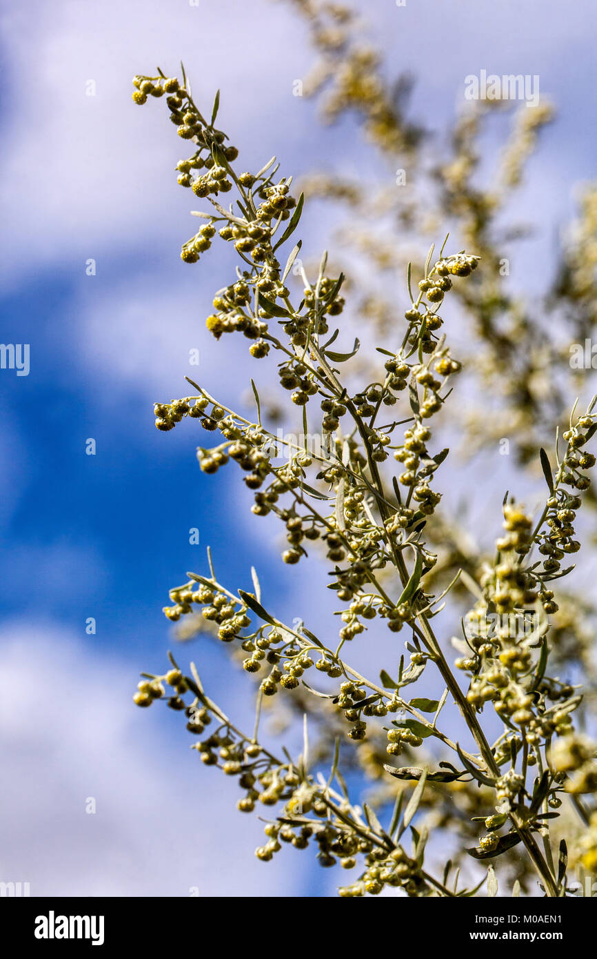 Wermut oder Absinthe Wermut, Artemisia absinthium, Beifuß-Blume Stockfoto