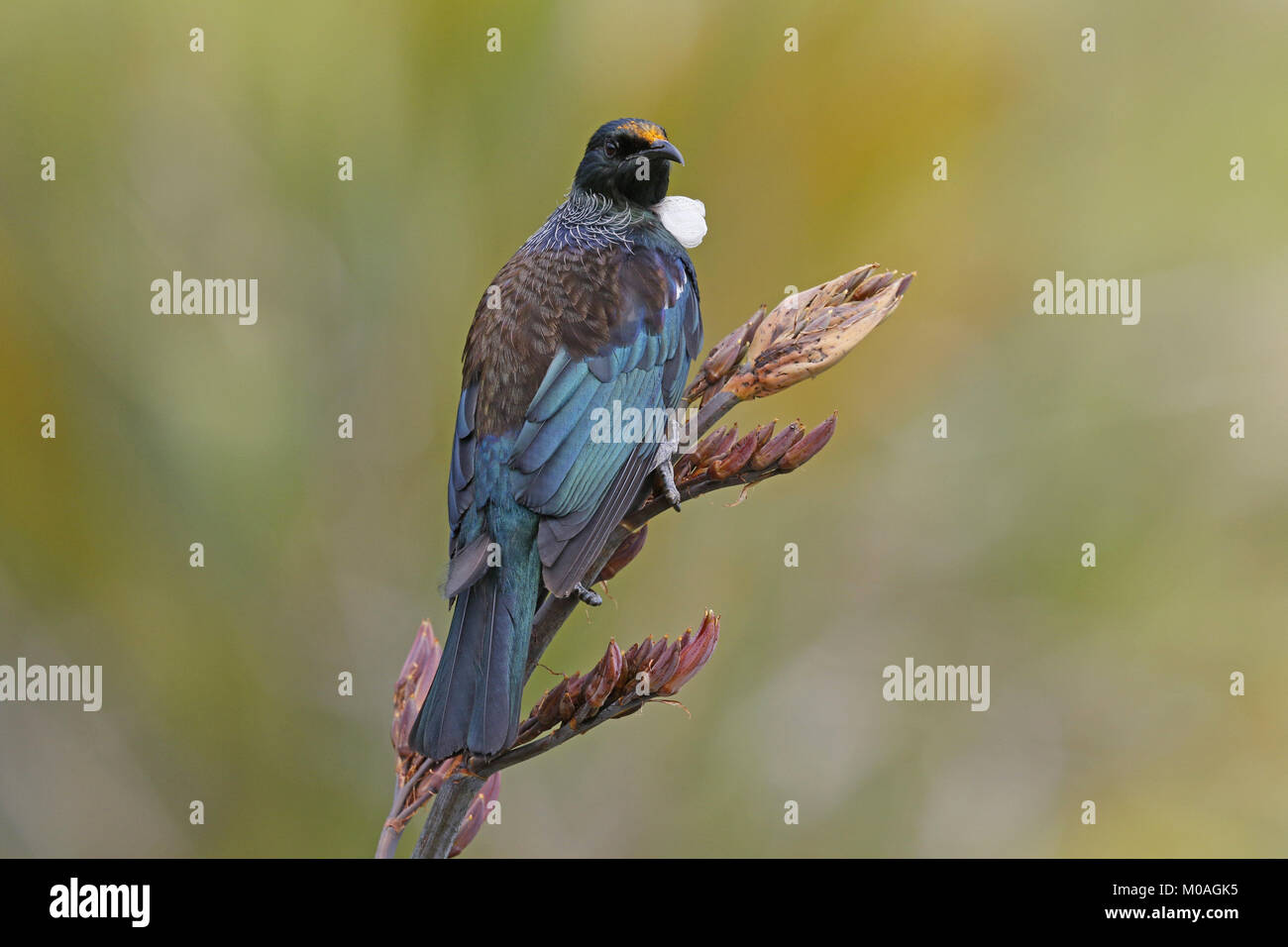 Tui, Prosthemadera novaeseelandiae, Fütterung auf Flachs Blumen Stockfoto