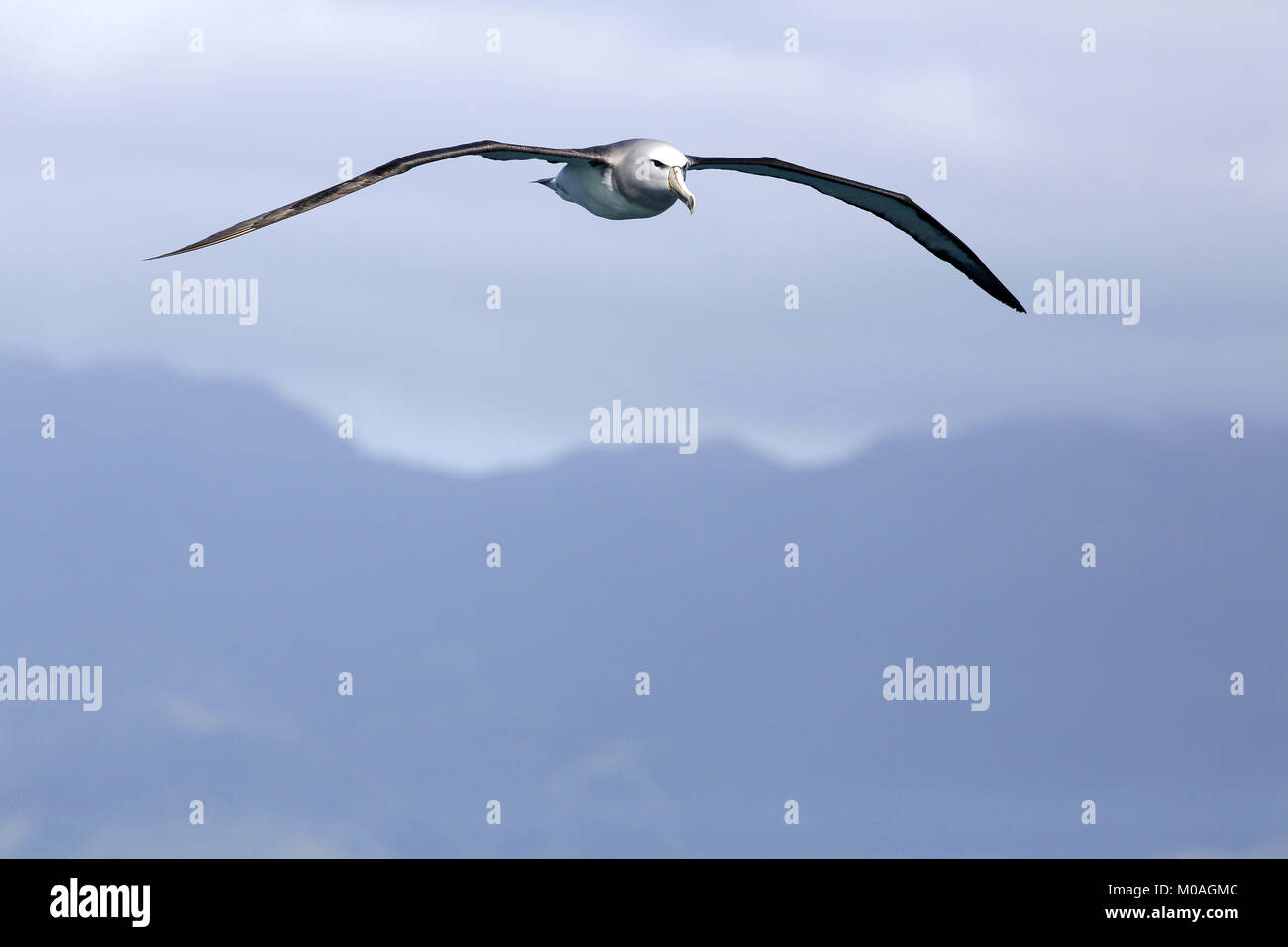 Salvin's Albatross, Thalassarche Salvini, im Flug bei Kaikoura Stockfoto