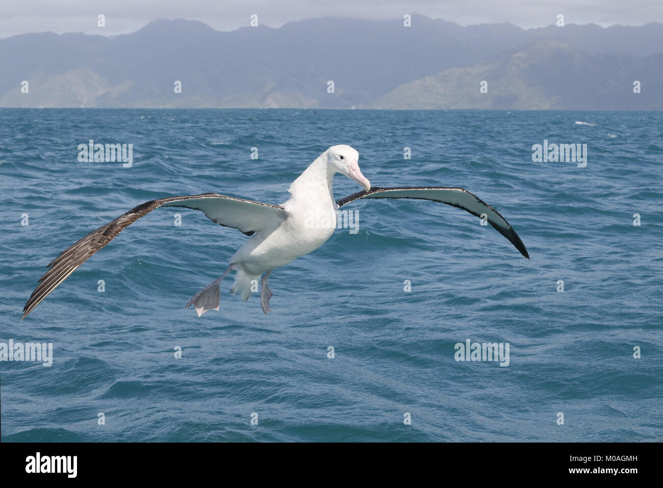 Wandering Albatross, Diomedea exulans, im Flug bei Kaikoura Stockfoto