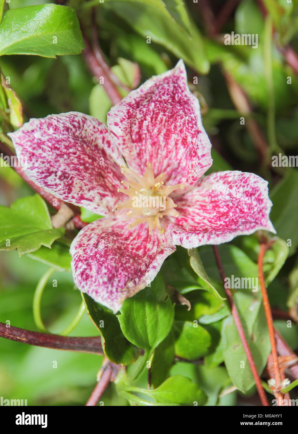 Clematis cirrhosa Freckles purpurascens', in der Blume in einem Englischen Garten im frühen Winter, Großbritannien Stockfoto