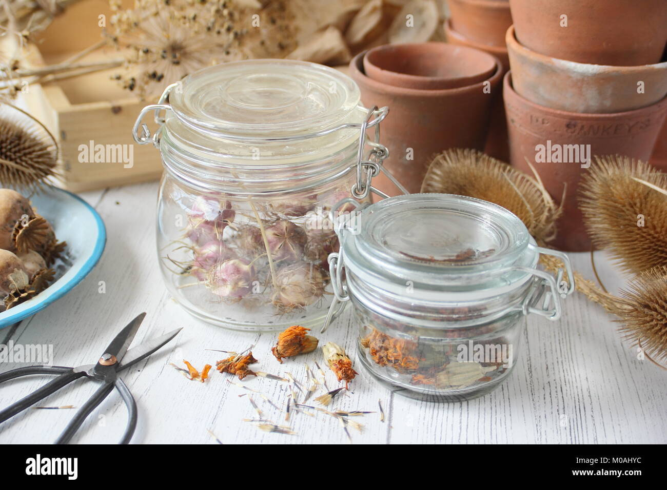 Speichern und Speichern von getrockneten Blumen Samen von einem Englischen Garten einschließlich Ringelblume, Nigella, Allium, Mohn und teasels gesammelt, in luftdichten Glas Glas Stockfoto