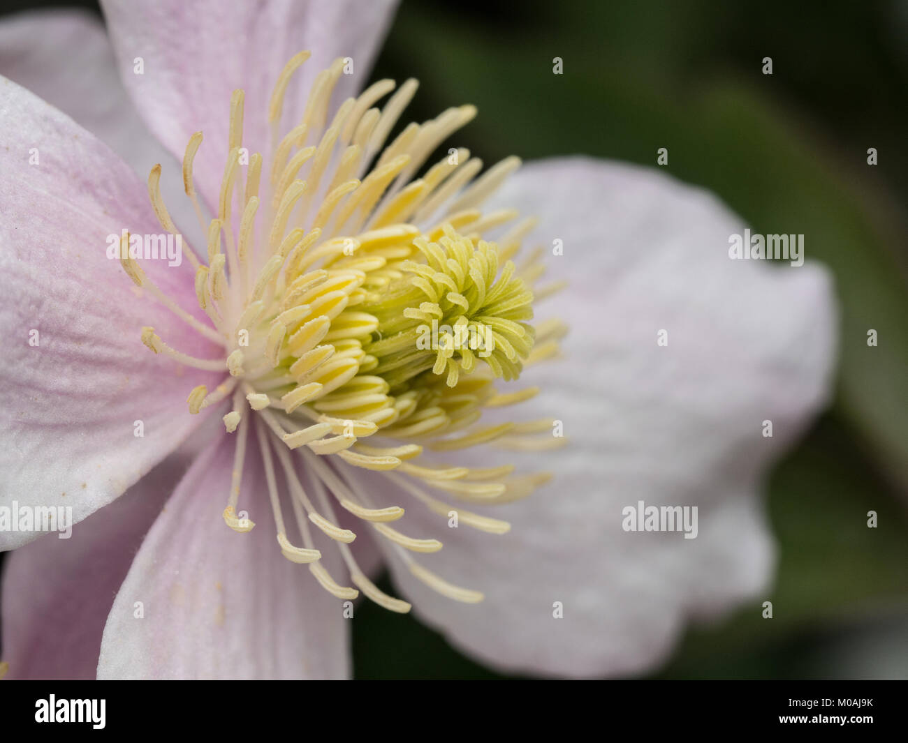 Extreme Nahaufnahme der Mitte einer Blüte der Clematis montana Pink Perfektion Stockfoto