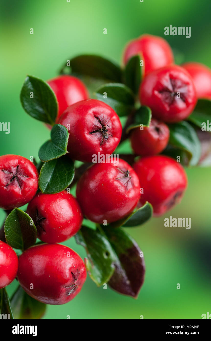 Nahaufnahme von roten Cotoneaster horizontalis Beeren gegen eine unscharf Hintergrund Stockfoto