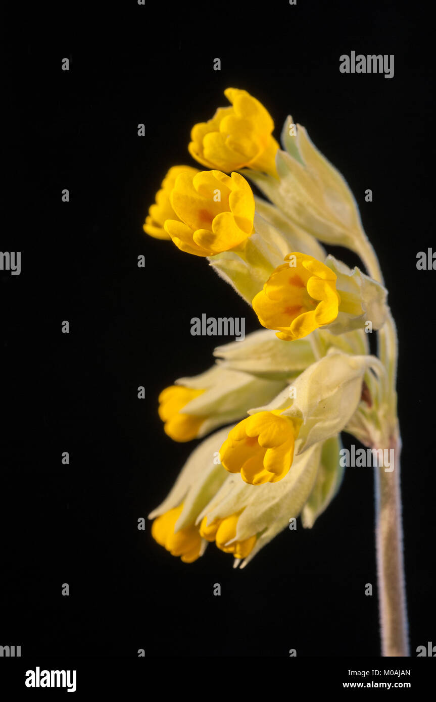 Nahaufnahme des Gelben schlüsselblumenblüten vor einem schwarzen Hintergrund Stockfoto