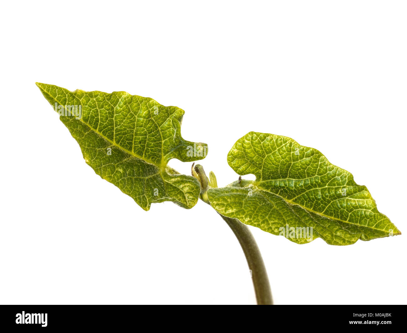Nahaufnahme der jungen Blätter eines französischen bean Shoot gegen einen weißen Hintergrund Stockfoto
